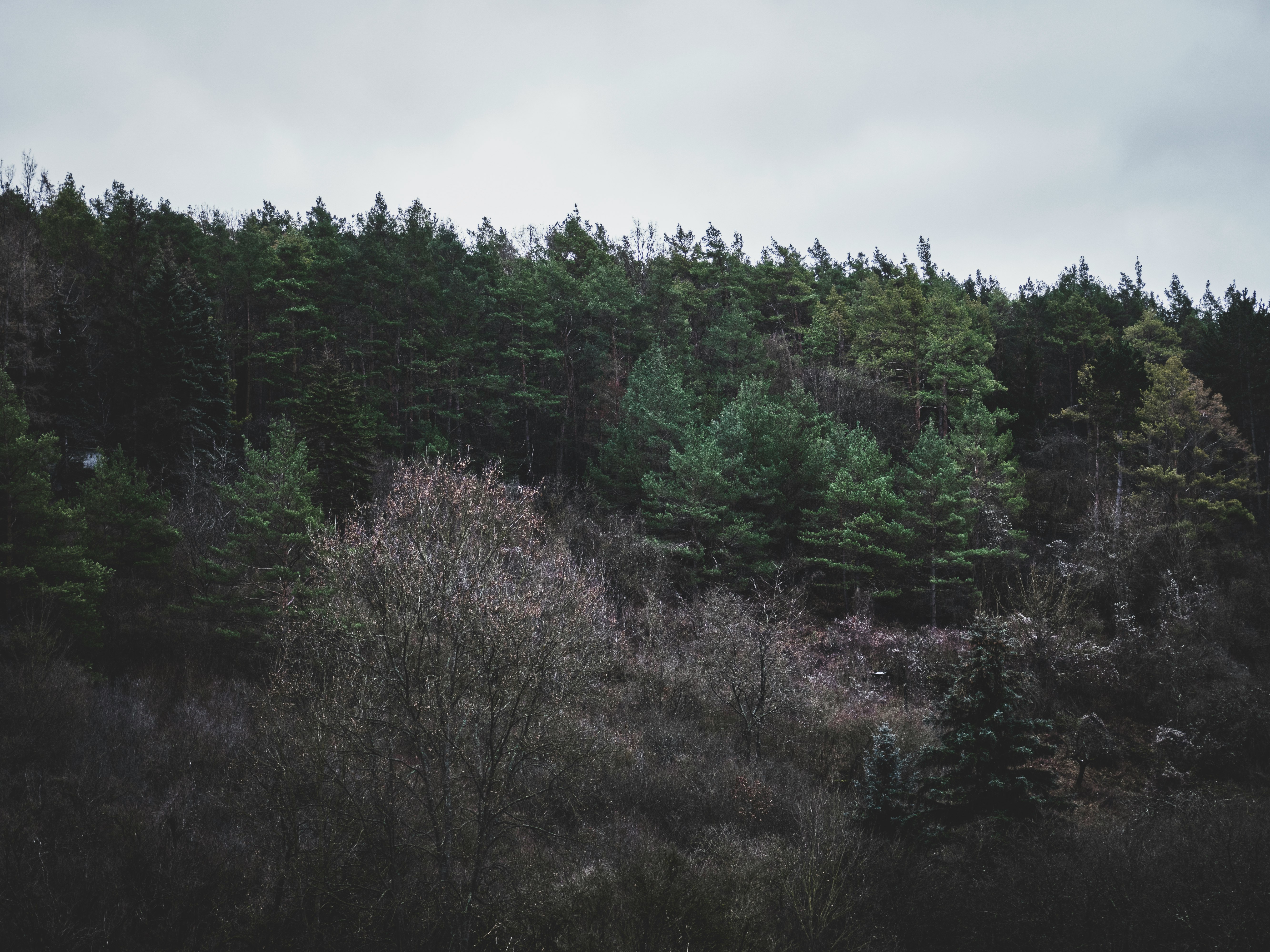 green trees under white sky during daytime